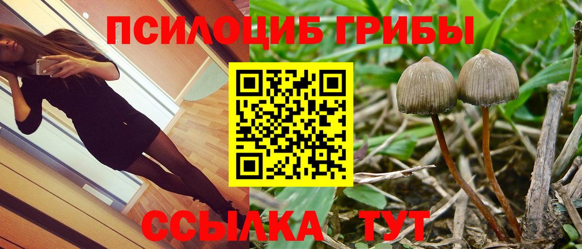 Псилоцибиновые грибы Psilocybe Нововоронеж